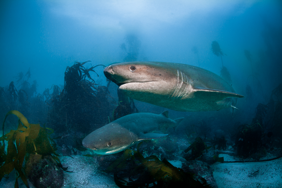 Stacks Image 938