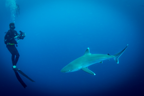 Silver Tip Shark And Diver