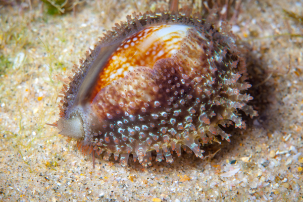 Tiger Cowry In A Rock Pool At Ponta Do Oura