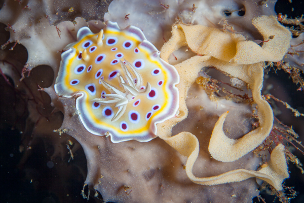 Chromodoris geminus laying an egg ribbon.
