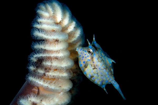 Longhorned Cowfish on a seapen