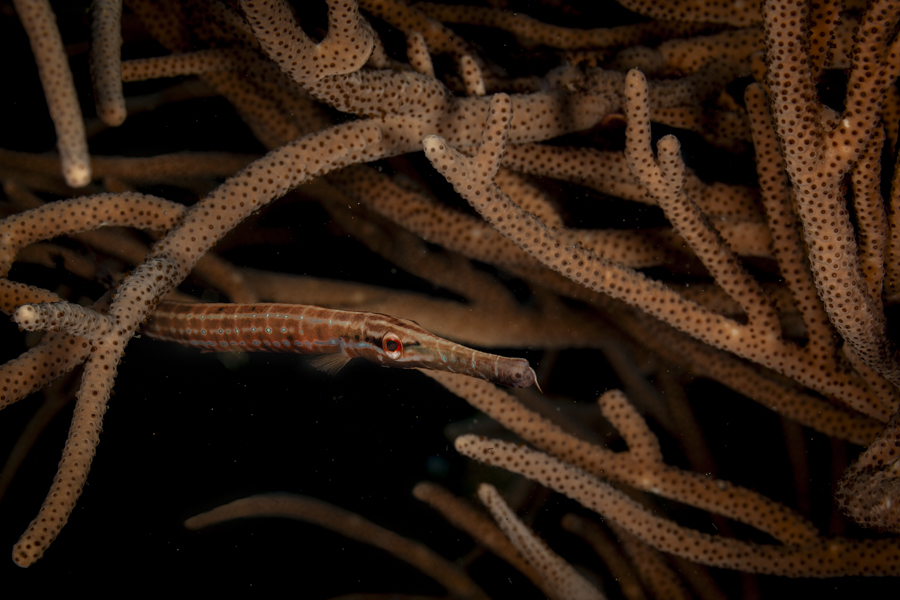 Stacks Image 1276