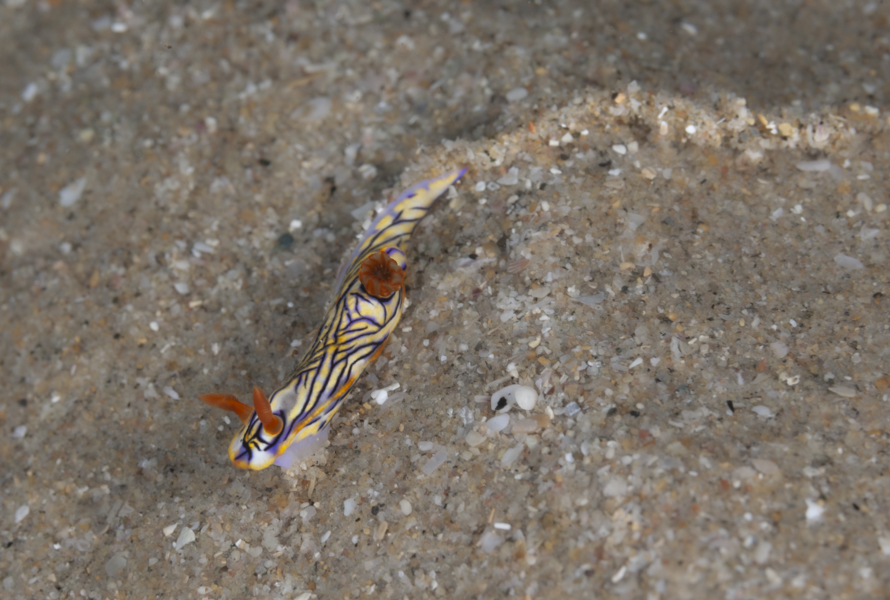 Stacks Image 1504