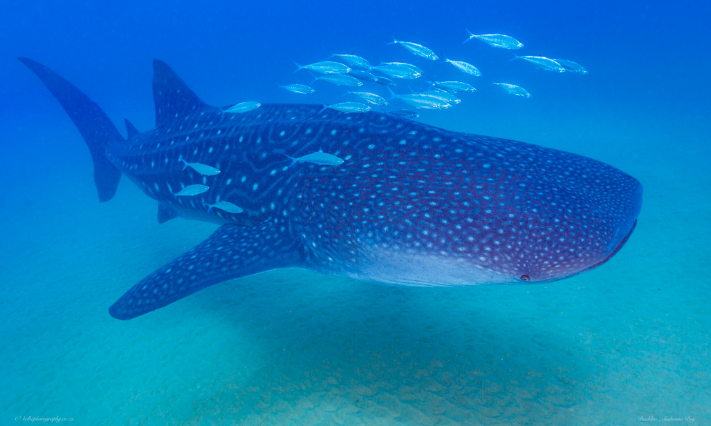 Whale Shark Sodwan Bay
