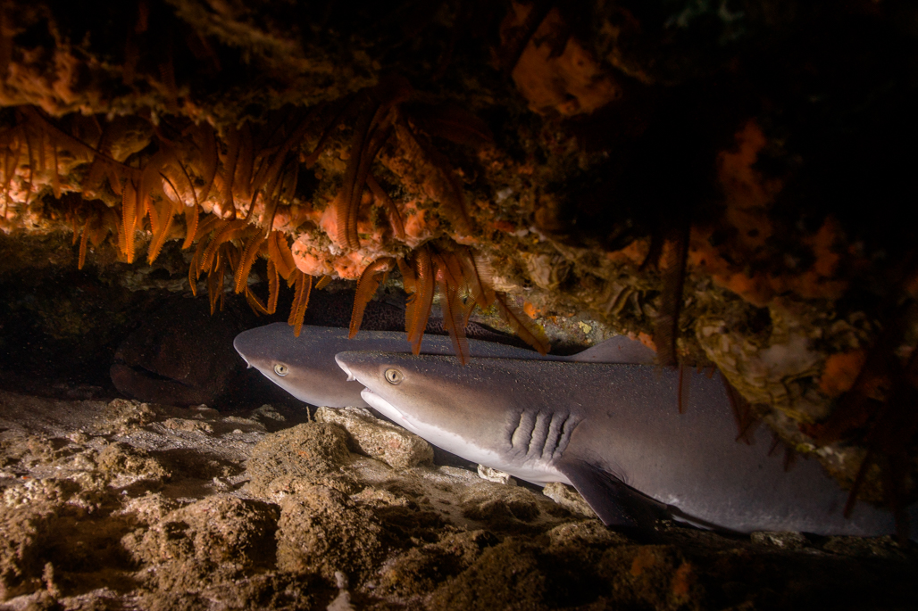 White Tipped Reef Sharks At Sodwana Bsy