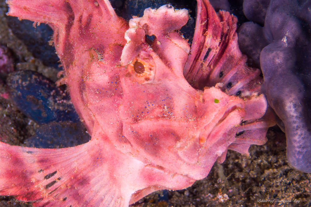 Paddle Scorpionfish