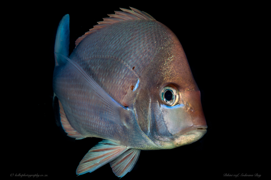 Slinger Sodwana Bay