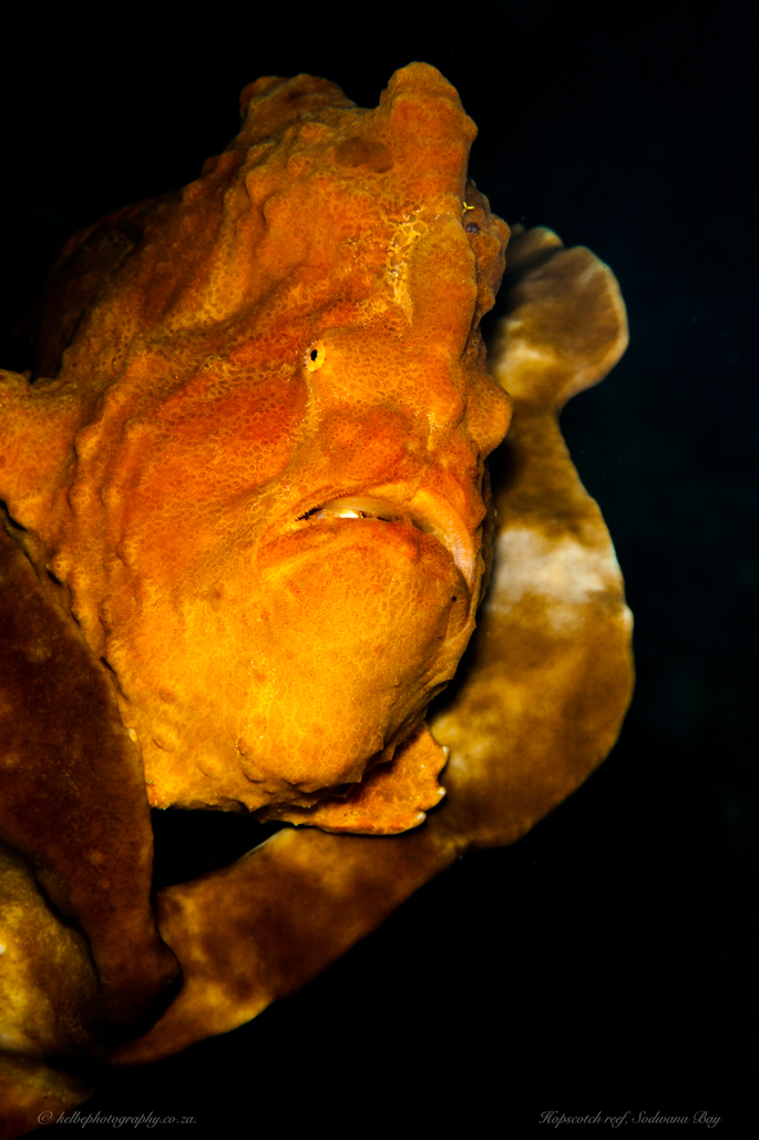 Frogfish Close Up Sodwana Bay
