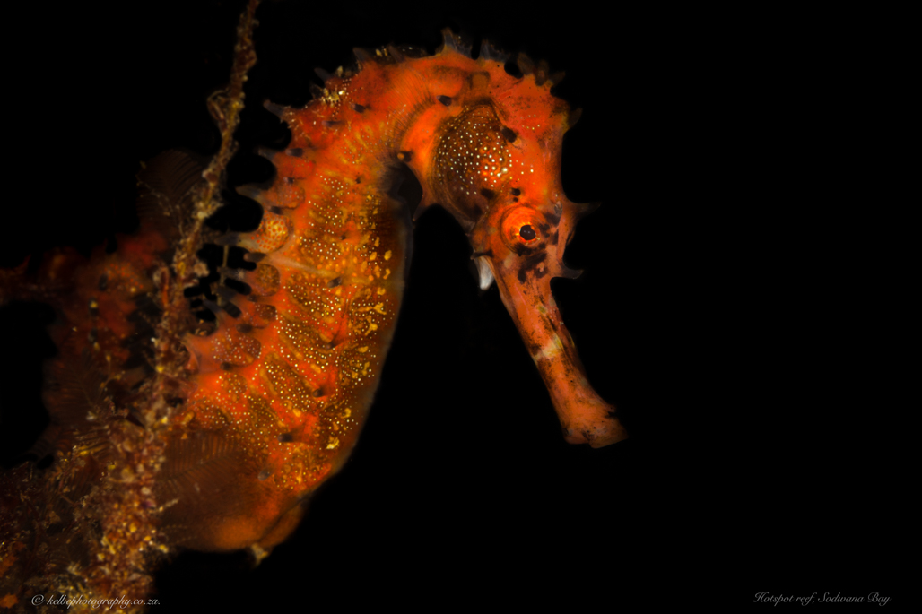 Thorny Seahorse