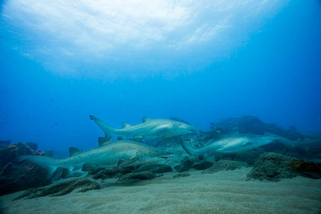 Ragged Tooth Sharks 1/4 MIle Sodwana Bay