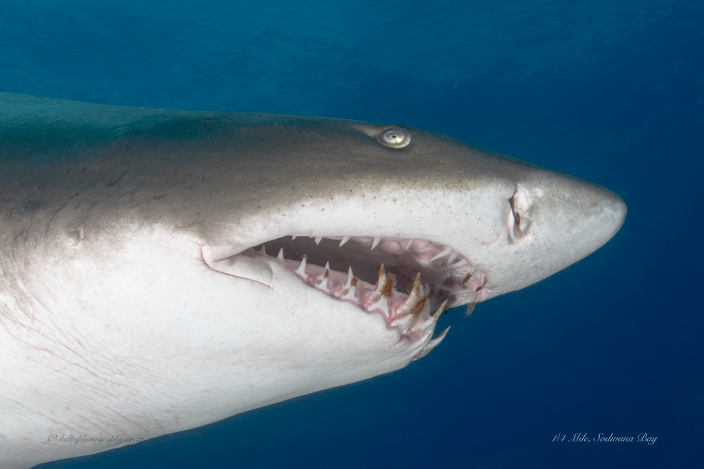 Ragged Tooth Shark