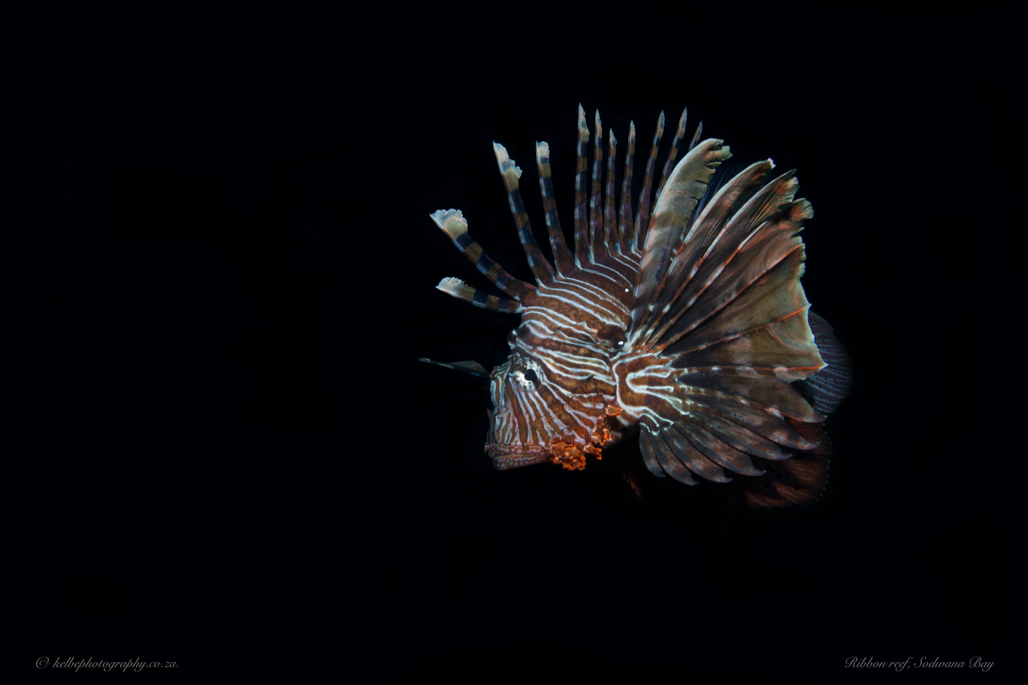 Lionfish Sodwana Bay