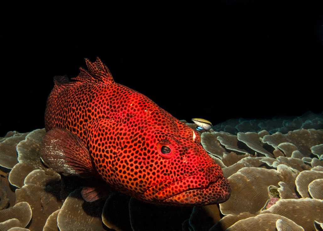 Grouper On Lettuce Reef