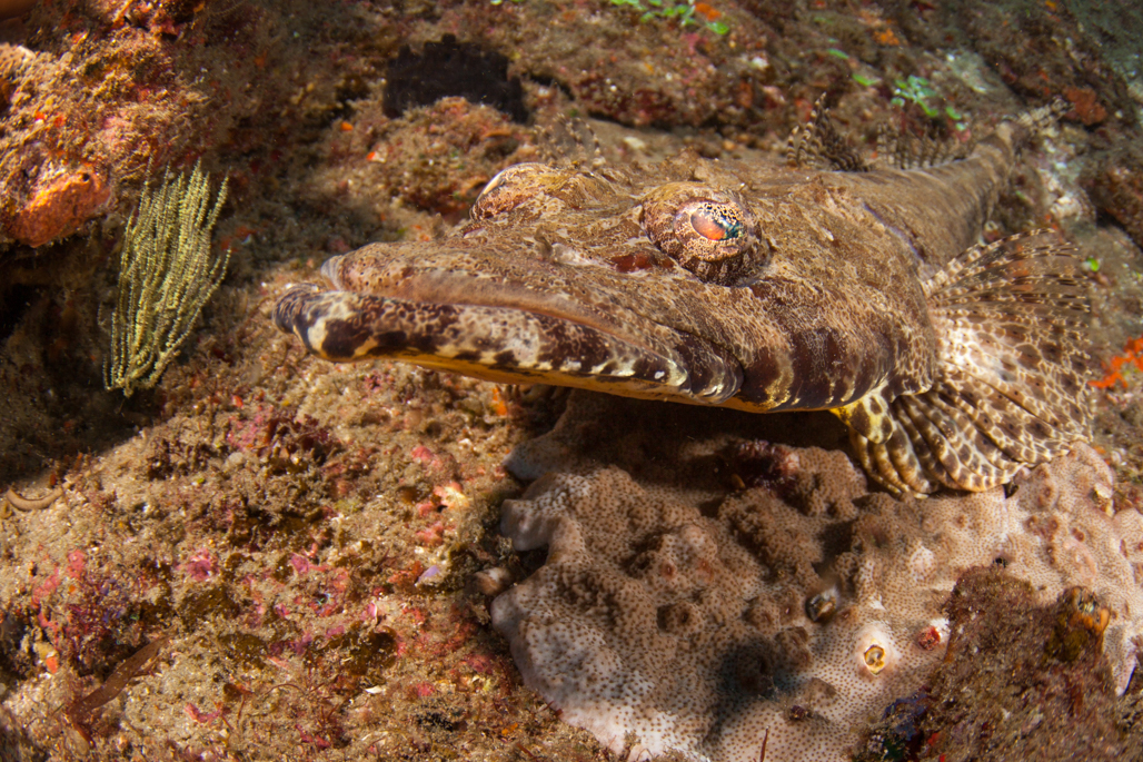 Crocodilefish Sodwana Bay