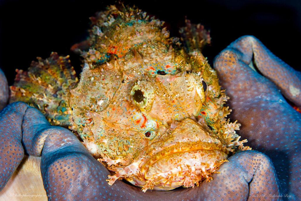 Ragged Scorpionfish