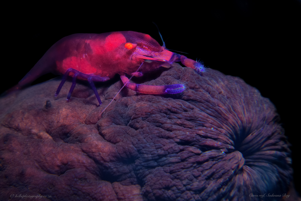 Emperator Shrimp On A Seacucumber