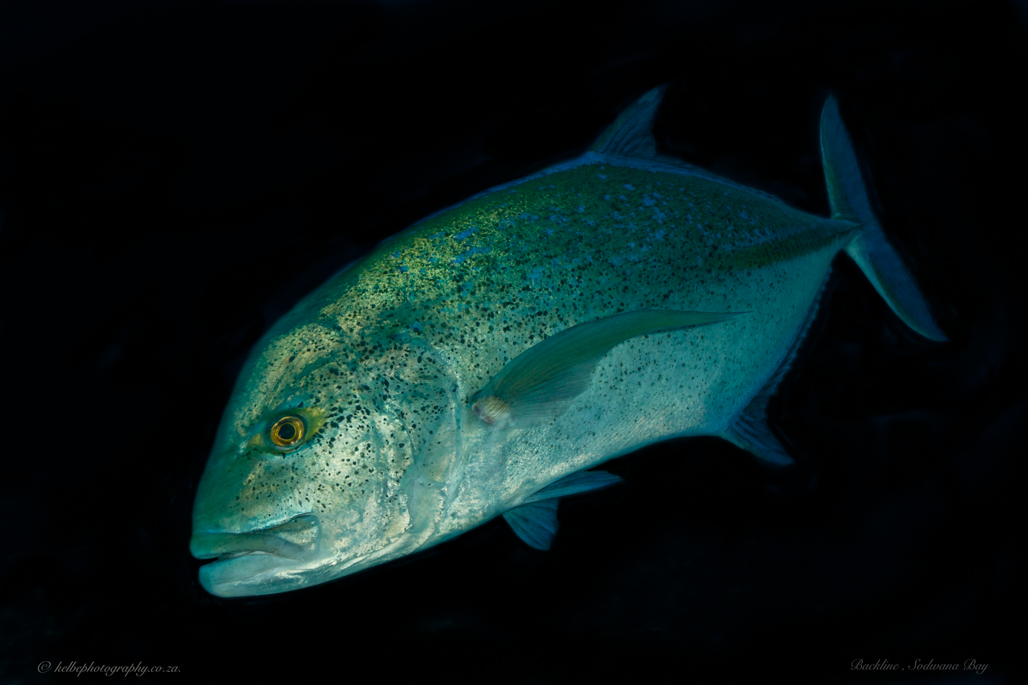 Tuna