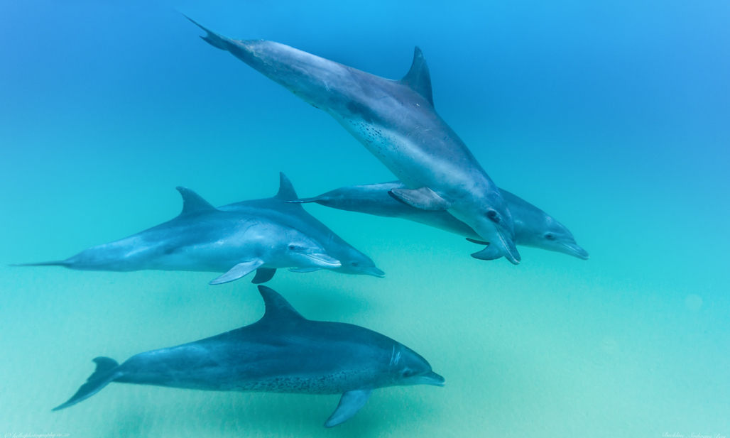 Bottlenosed Dolphins