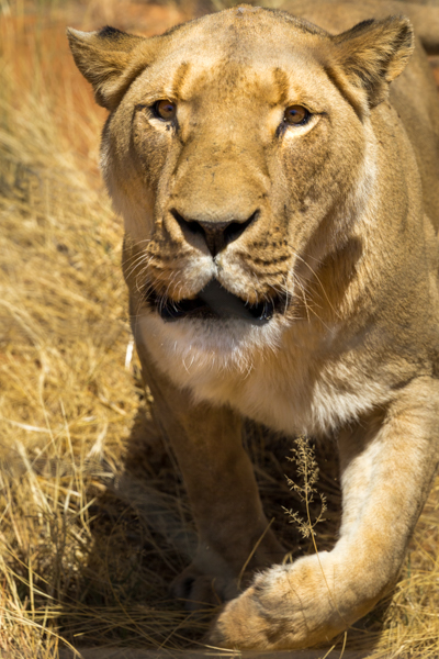 Aggressive Lion