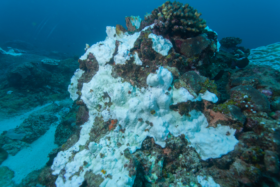 Stacks Image 1811