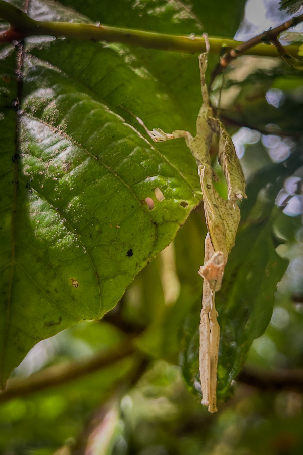 Stacks Image 795