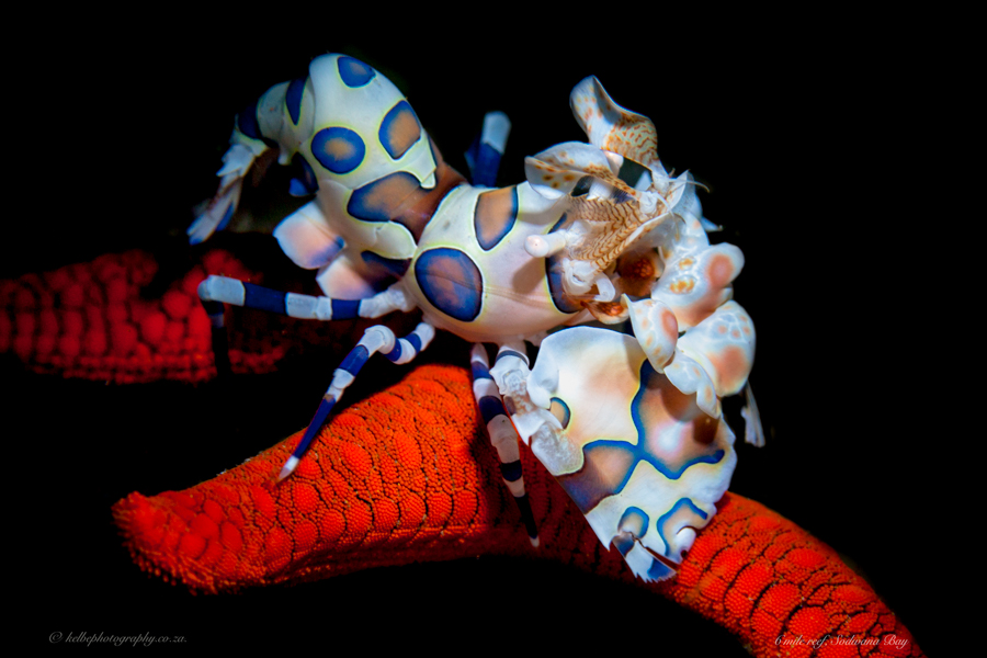 Harlequin Shrimp
