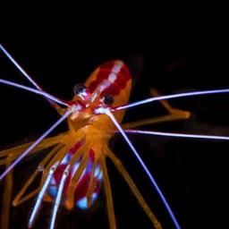 Cleaner Shrimp