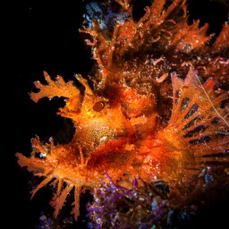 Weedy Scorpionfish