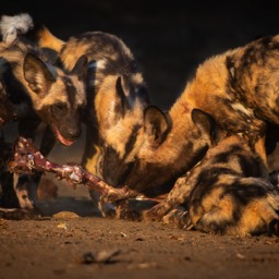 Impala Kill
