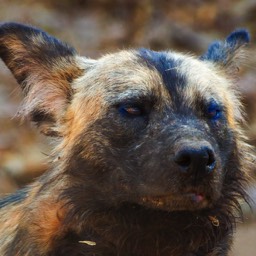 Alpha Female