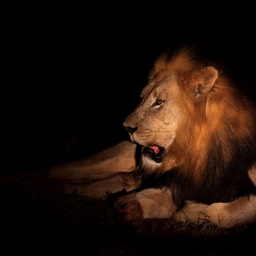 Lion By Torch